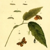 papilio celtis12